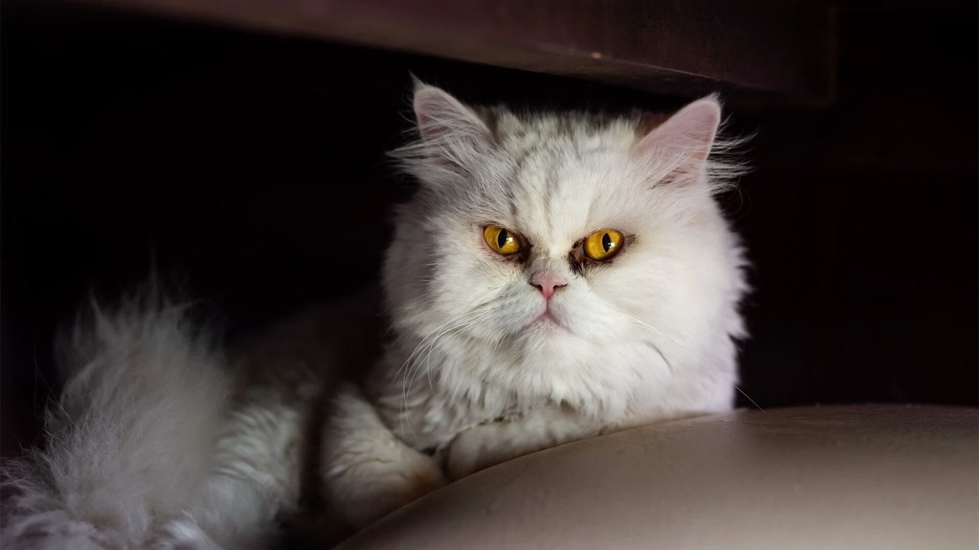 宿命的两极,丹麦绝杀之夜与石宇奇寂静刷新纪录