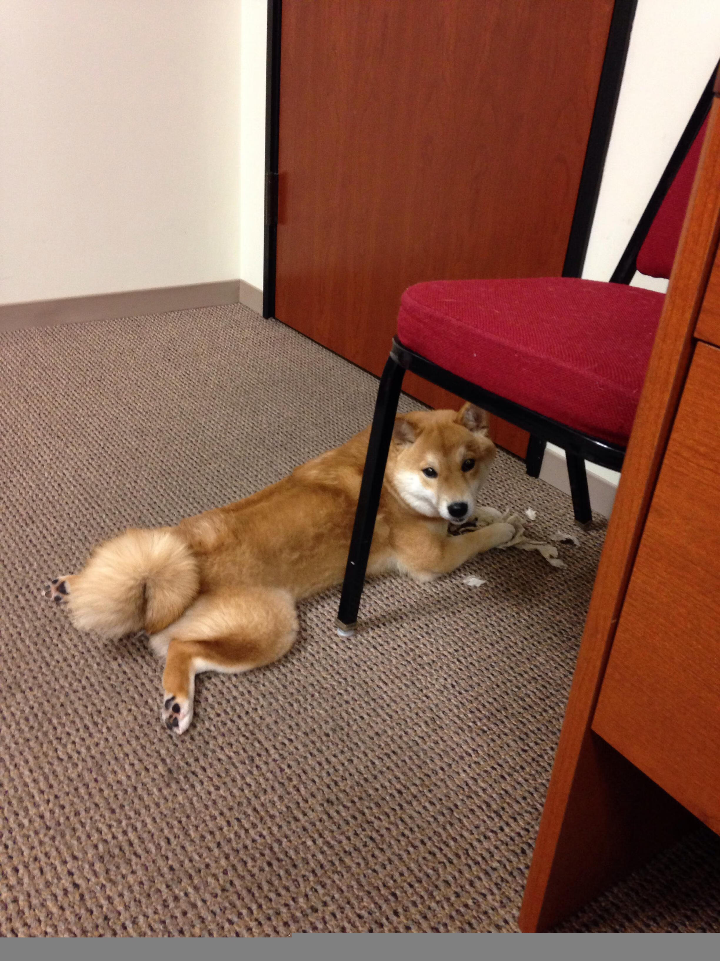 波兰队完胜背后的孤星,许昕虽败犹荣的高光时刻