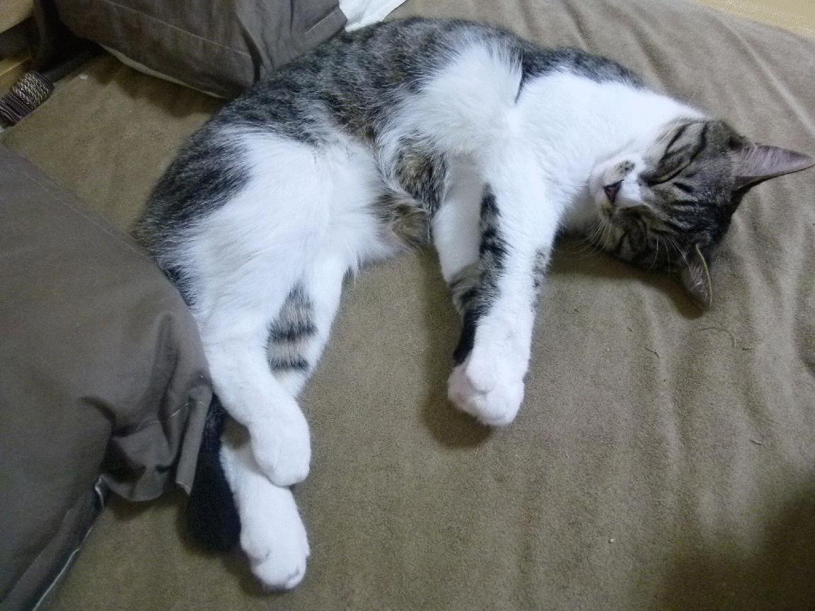 东京铁壁VS暴风尖刀，两种强大如何重塑羽坛秩序？