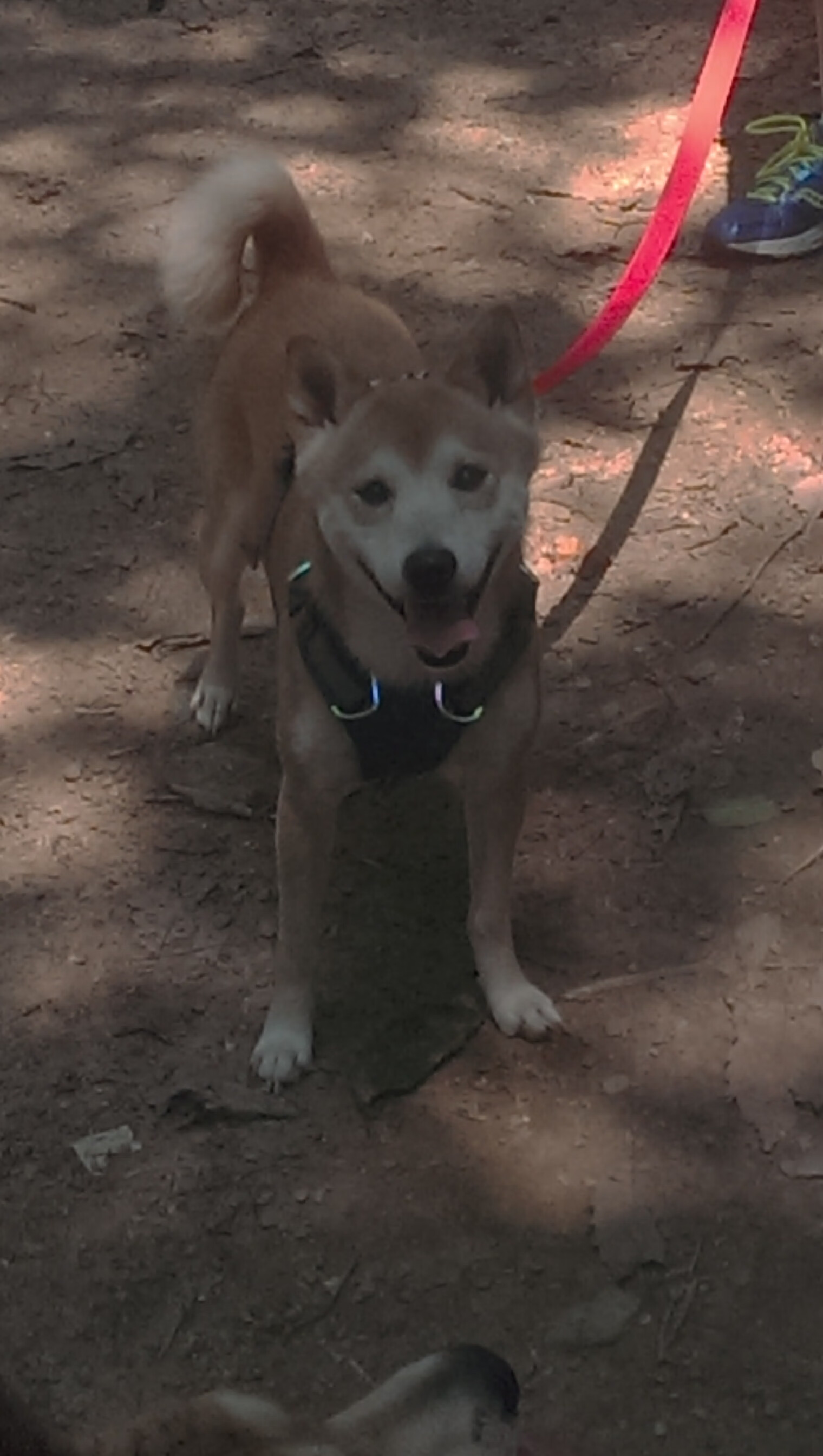 欧洲绿茵风云急，南美雄鹰振翅鸣—当英超争冠遭遇委内瑞拉风暴