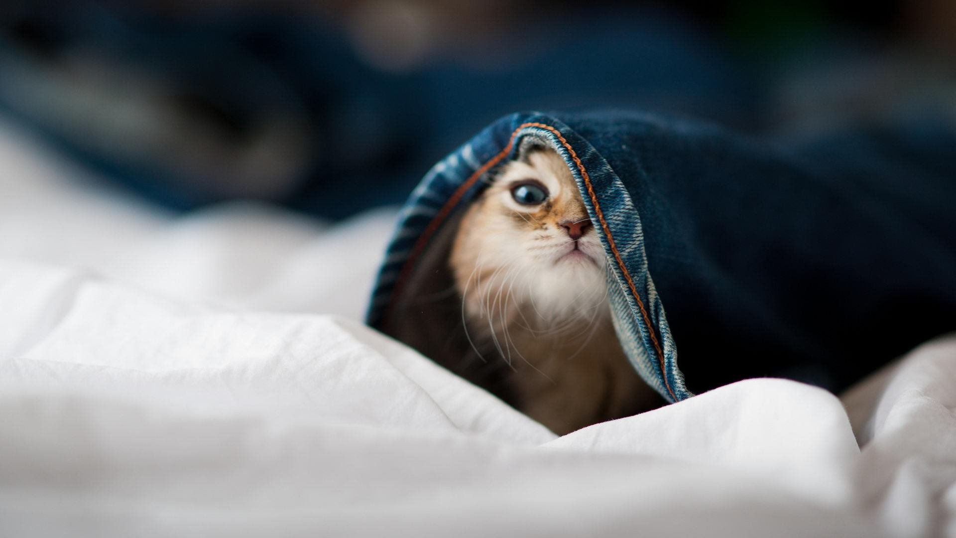 星光与团队，奥亚尔萨瓦尔闪耀助南非胜芬兰