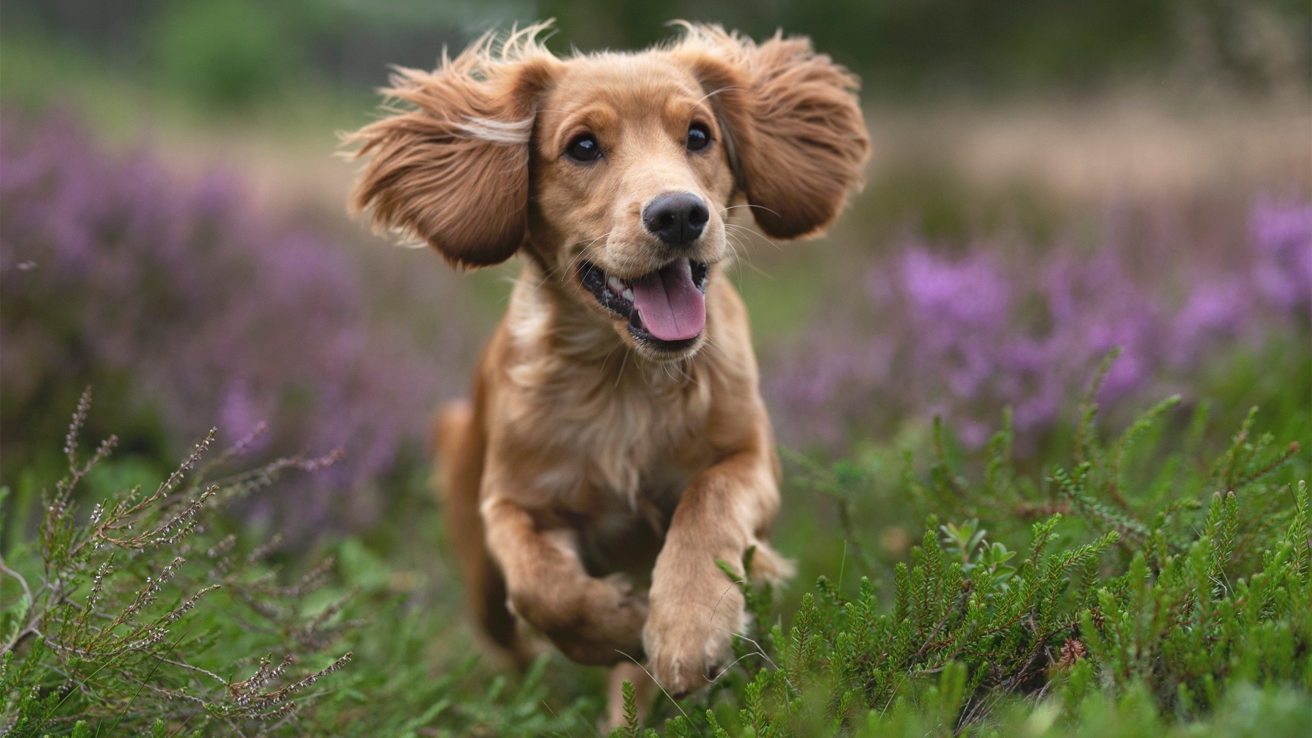 爱游戏tv-天才觉醒之夜，杰伦·格林轰下41+7+4，鹈鹕终结勇士五连胜