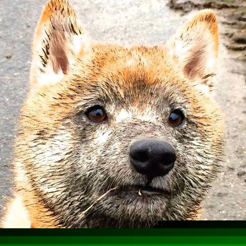 爱游戏入口-绝杀与怒吼，年度焦点之战，浙江队险胜鹈鹕