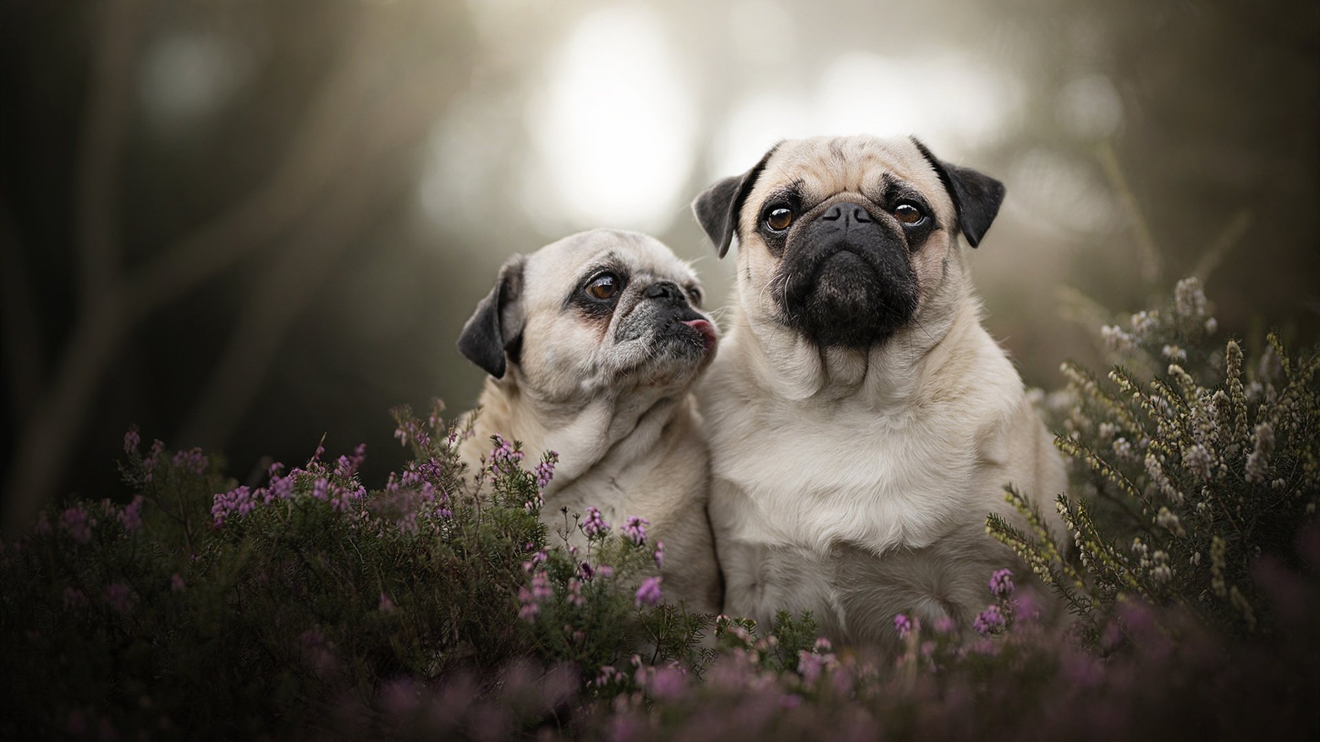 强行撕开，当巴尔韦德的炮弹，撞上拉齐奥的叹息之墙