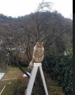 只此一夜，浓眉，NBA总决赛上的压制级图腾