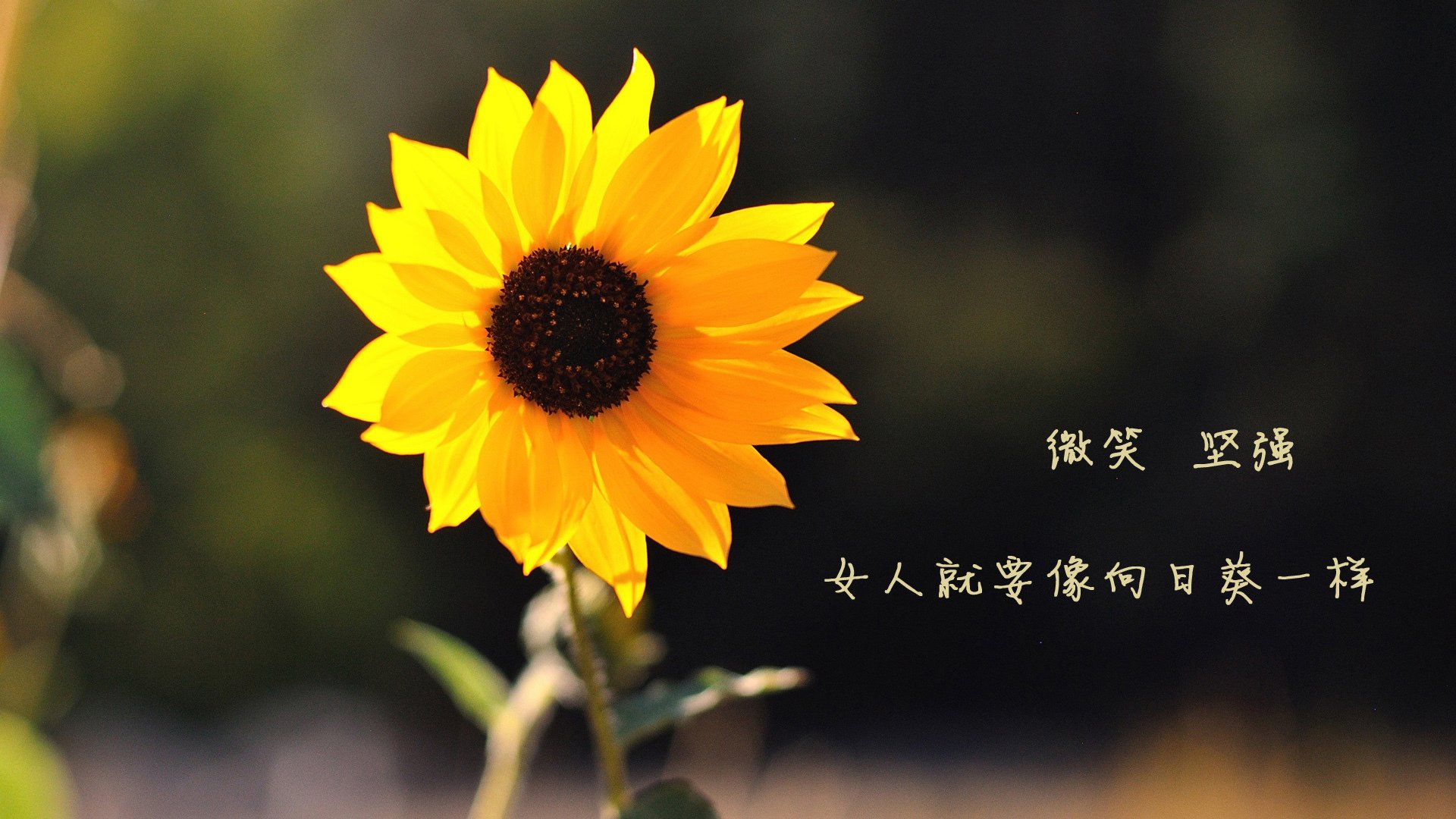 当东方巨龙遭遇费城风云，戈贝尔跨界战役改写篮球史诗