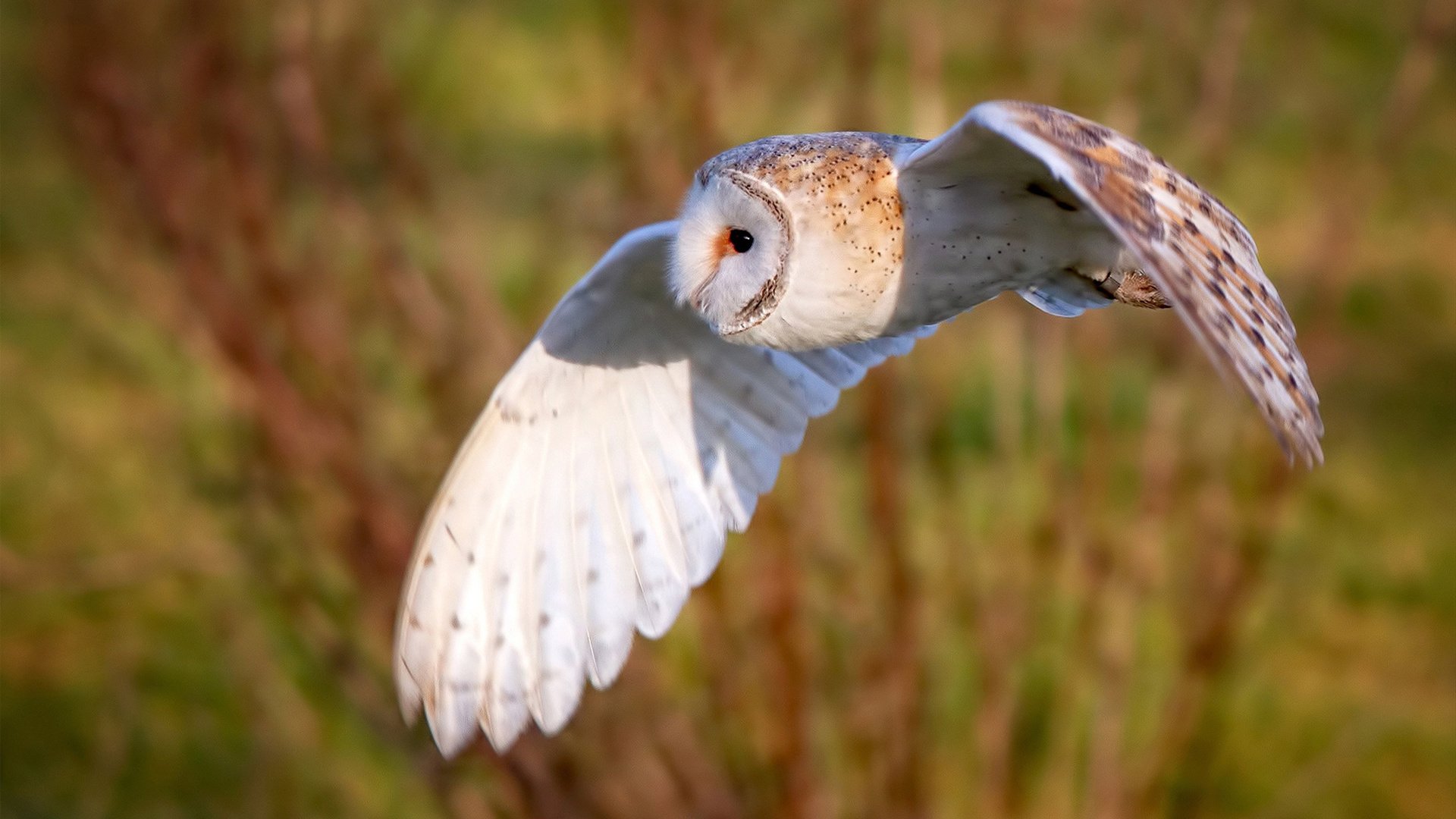 爱游戏大厅-牙买加风暴,F1新赛季揭幕战焦点战,黑马掀翻巴西赛车帝国