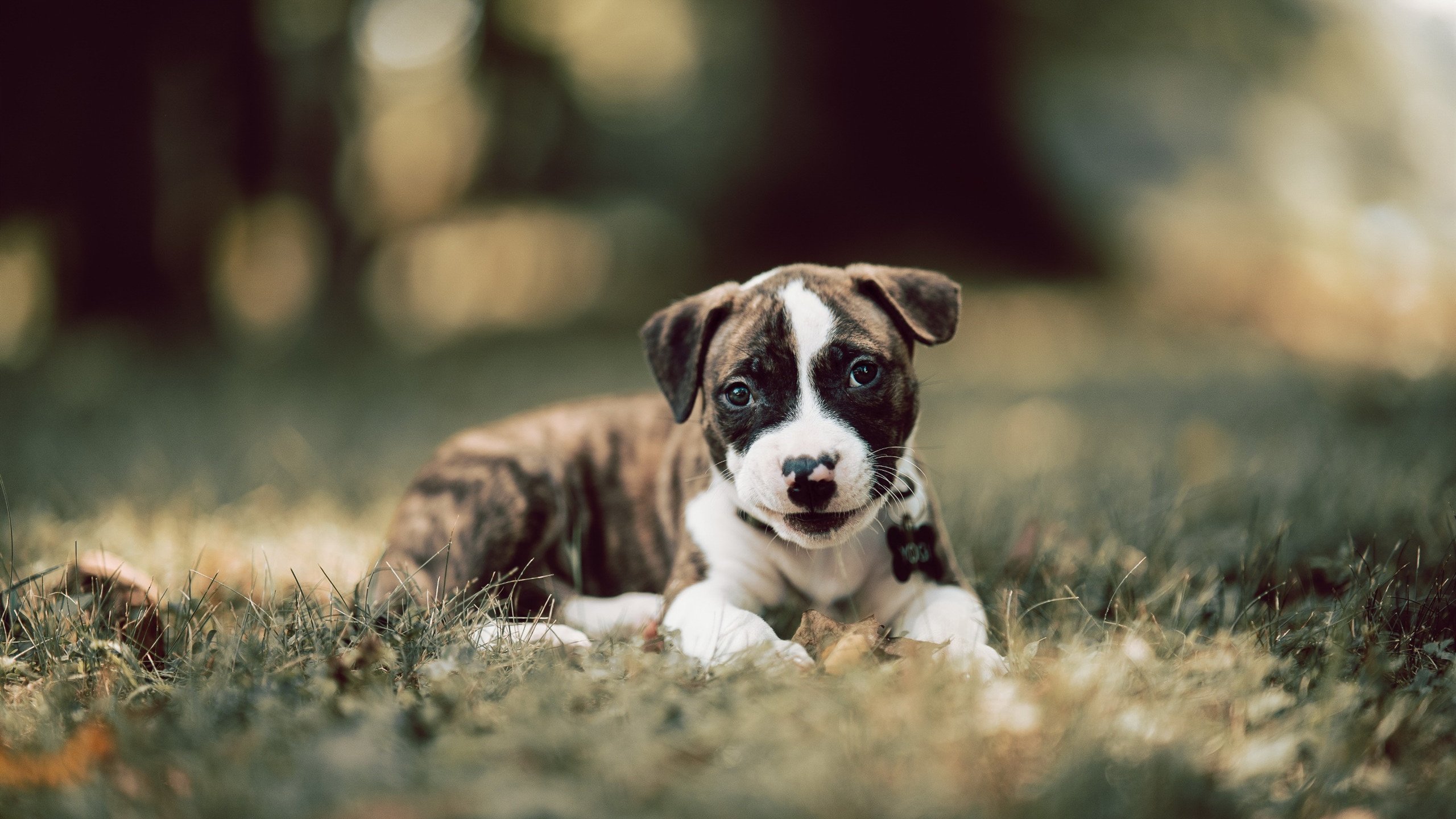 冰与火的对决，斯通斯连续得分，为哥伦比亚拉开差距的非常规英雄