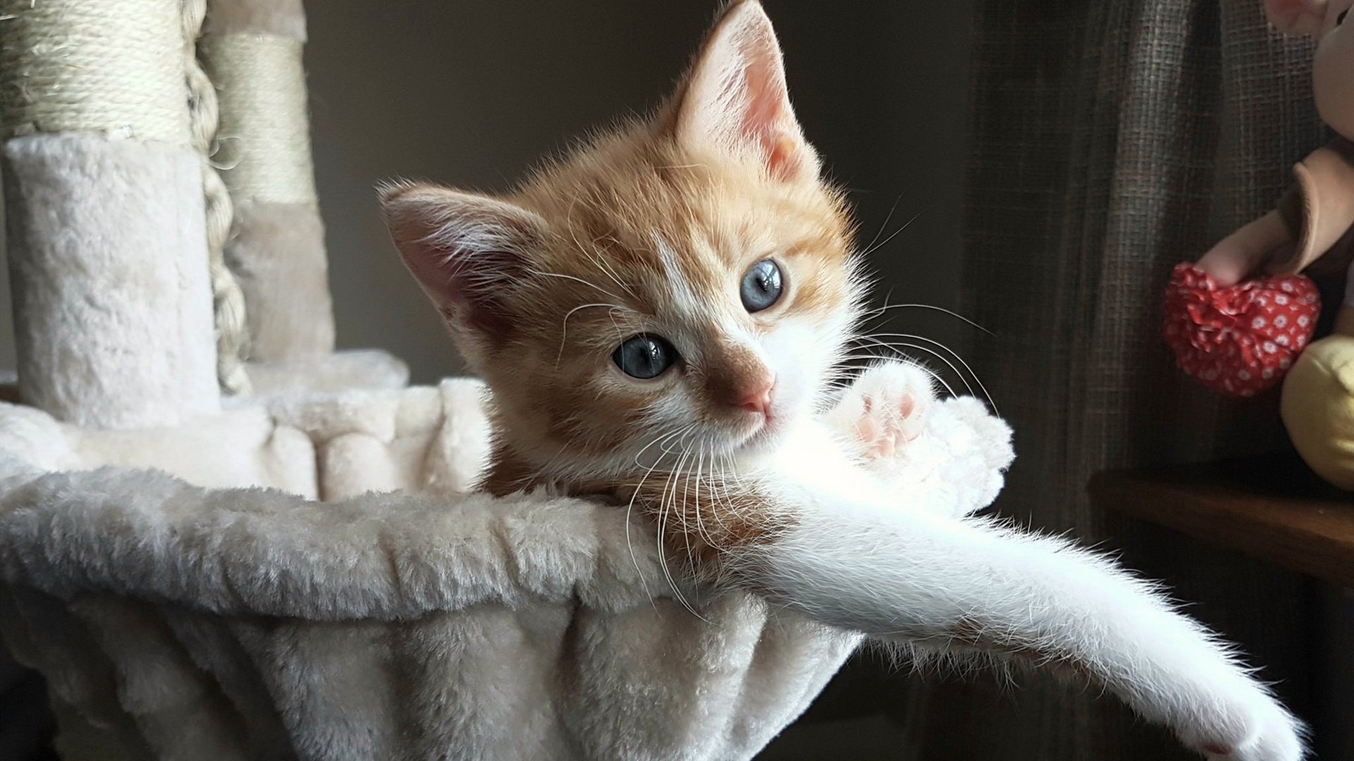 麦迪逊花园的尖啸之夜，米切尔一剑封喉定乾坤