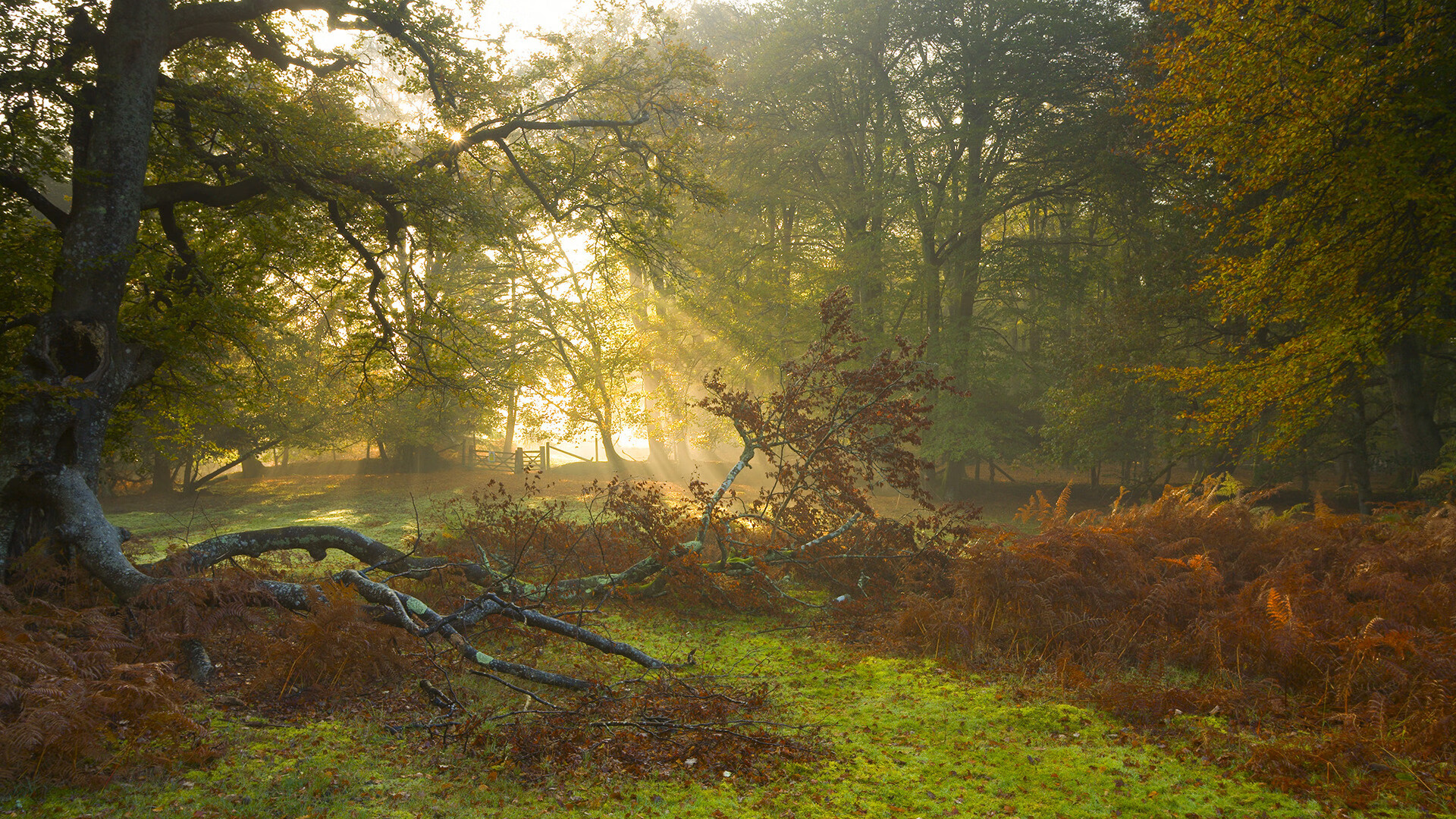 跨界唯一性,当克莱统治全场,吉林队全面压制鹈鹕